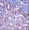 Sialophorin antibody, LS-C161461, Lifespan Biosciences, Immunohistochemistry frozen image 
