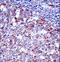 Leukosialin antibody, LS-C161461, Lifespan Biosciences, Immunohistochemistry frozen image 