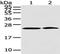 Podoplanin antibody, TA351946, Origene, Western Blot image 