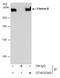 Filamin B antibody, GTX632360, GeneTex, Immunoprecipitation image 