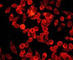 Cbl Proto-Oncogene antibody, ab32027, Abcam, Immunofluorescence image 