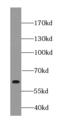 Shootin 1 antibody, FNab04546, FineTest, Western Blot image 