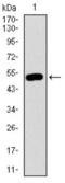 Dynactin Subunit 4 antibody, abx015835, Abbexa, Western Blot image 