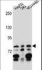 Zinc Finger Protein 555 antibody, LS-C160904, Lifespan Biosciences, Western Blot image 