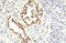 STK11 antibody, AP20912PU-N, Origene, Immunohistochemistry paraffin image 