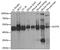 Acyl-CoA Thioesterase 9 antibody, LS-C750384, Lifespan Biosciences, Western Blot image 