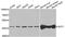 Glutamic-Oxaloacetic Transaminase 1 antibody, A04085-2, Boster Biological Technology, Western Blot image 