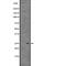 Eukaryotic Translation Initiation Factor 4E antibody, abx217744, Abbexa, Western Blot image 