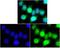 Adiponectin Receptor 2 antibody, orb10047, Biorbyt, Immunofluorescence image 
