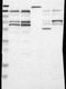 Polyhomeotic Homolog 1 antibody, NBP1-84009, Novus Biologicals, Western Blot image 