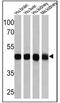 ATPase Na+/K+ Transporting Subunit Beta 1 antibody, MA3-930, Invitrogen Antibodies, Western Blot image 