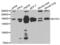 Dynactin Subunit 1 antibody, abx001479, Abbexa, Western Blot image 