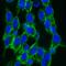 Collagen Type IV Alpha 1 Chain antibody, orb6174, Biorbyt, Immunofluorescence image 