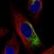Neurofilament Light antibody, NBP2-59061, Novus Biologicals, Immunofluorescence image 