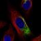 Nfl antibody, NBP2-59061, Novus Biologicals, Immunofluorescence image 