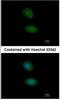 Alport Syndrome, Mental Retardation, Midface Hypoplasia And Elliptocytosis Chromosomal Region Gene 1 antibody, NBP2-15377, Novus Biologicals, Immunofluorescence image 