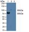 Colony Stimulating Factor 3 Receptor antibody, LS-C300896, Lifespan Biosciences, Western Blot image 