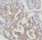 Solute Carrier Family 30 Member 8 antibody, FNab07951, FineTest, Immunohistochemistry frozen image 