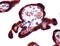 Fms Related Tyrosine Kinase 1 antibody, PA5-32408, Invitrogen Antibodies, Immunohistochemistry paraffin image 
