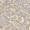 BCL2 Like 1 antibody, LS-C330832, Lifespan Biosciences, Immunohistochemistry paraffin image 