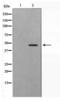 S-Phase Kinase Associated Protein 2 antibody, LS-C416139, Lifespan Biosciences, Western Blot image 