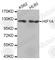 HIF1-alpha antibody, A6265, ABclonal Technology, Western Blot image 