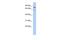 Oxidative Stress Induced Growth Inhibitor 1 antibody, PA5-44434, Invitrogen Antibodies, Western Blot image 