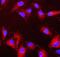 Peroxiredoxin 6 antibody, M01847-1, Boster Biological Technology, Immunofluorescence image 