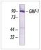 Small Ubiquitin Like Modifier 1 antibody, 33-2400, Invitrogen Antibodies, Western Blot image 