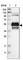 WD Repeat Domain 13 antibody, HPA000913, Atlas Antibodies, Western Blot image 