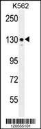 Integrin Subunit Alpha 8 antibody, 55-928, ProSci, Western Blot image 
