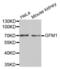 G Elongation Factor Mitochondrial 1 antibody, abx003881, Abbexa, Western Blot image 