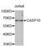 Caspase 10 antibody, abx125603, Abbexa, Western Blot image 