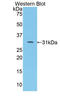 Coagulation Factor V antibody, LS-C294074, Lifespan Biosciences, Western Blot image 