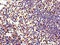 Elastase, Neutrophil Expressed antibody, A56090-100, Epigentek, Immunohistochemistry paraffin image 