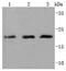 Cell Division Cycle 42 antibody, NBP2-67895, Novus Biologicals, Western Blot image 