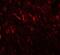 Prickle Planar Cell Polarity Protein 2 antibody, GTX31463, GeneTex, Immunohistochemistry paraffin image 