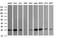 Vesicle Transport Through Interaction With T-SNAREs 1A antibody, NBP2-45413, Novus Biologicals, Western Blot image 