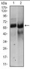 Hyaluronan synthase 2 antibody, orb178827, Biorbyt, Western Blot image 