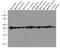 Beta-Actin antibody, 66009-1-Ig, Proteintech Group, Western Blot image 