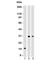 Chymotrypsin Like Elastase 3B antibody, V7077-100UG, NSJ Bioreagents, Western Blot image 