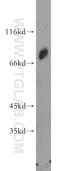 Mediator Complex Subunit 26 antibody, 21043-1-AP, Proteintech Group, Western Blot image 