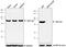 Glycogen Synthase Kinase 3 Alpha antibody, 688902, BioLegend, Western Blot image 