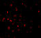 Baculoviral IAP Repeat Containing 8 antibody, 3017, ProSci, Immunofluorescence image 