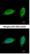 Methylenetetrahydrofolate Dehydrogenase (NADP+ Dependent) 2, Methenyltetrahydrofolate Cyclohydrolase antibody, NBP1-33200, Novus Biologicals, Immunofluorescence image 