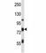 Tumor Protein P63 antibody, F43397-0.4ML, NSJ Bioreagents, Western Blot image 