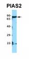 Protein Inhibitor Of Activated STAT 2 antibody, orb329847, Biorbyt, Western Blot image 