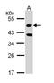 Serine/Threonine Kinase 24 antibody, LS-C186296, Lifespan Biosciences, Western Blot image 