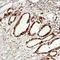Mitogen-activated protein kinase 6 antibody, orb323264, Biorbyt, Immunohistochemistry paraffin image 