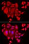 Sulfate transporter antibody, LS-C335658, Lifespan Biosciences, Immunofluorescence image 